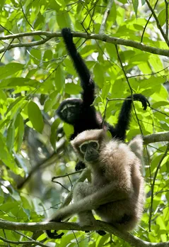 White browed gibbon is among the endangered species found in Mishmi Hills. Pic: Wikipedia 30stades