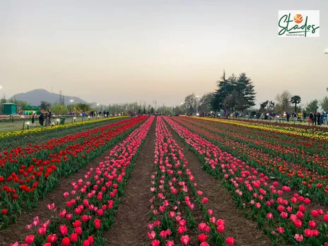 Spring in Kashmir: Tulip Garden’s flowers, fountains & food festival