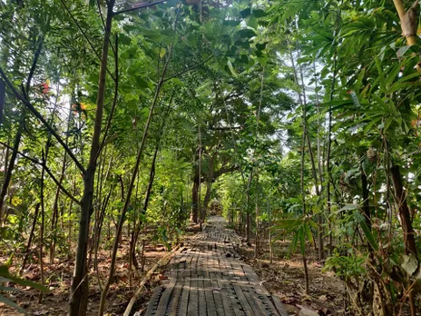 Growing green lungs: How Thuvakkam is creating urban forests in Tamil Nadu