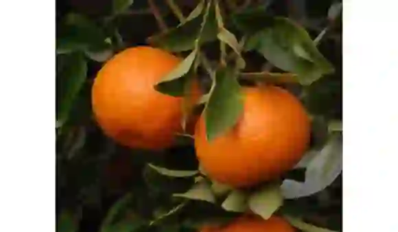 Benefits Of Kinnu (Tangerine): किन्नू (किनु) खाने के 5 जरूरी फायदे  