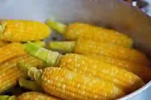 Benefits Of Corn: हेल्दी नुट्रिशन फ़ूड मक्का खाने के 5 जबरदस्त फायदे
