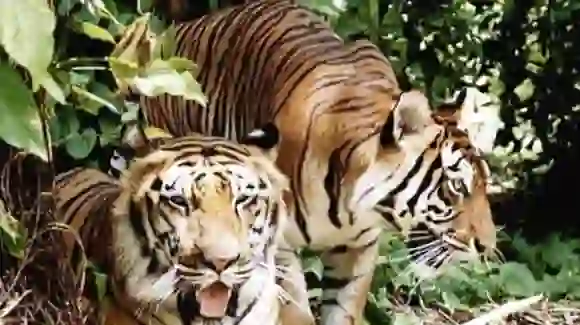 Tiger Raja Dies: सबसे लम्बी जीने वाली बाघ की मृत्यु हो जाती है