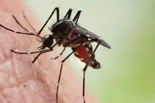 Mosquito Protection in Monsoon: बरसात में मच्छरों से बचाव कैसे करें?