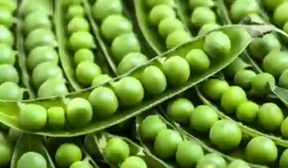 Benefits Of Green Peas: मटर खाने के फायदे क्या हैं?