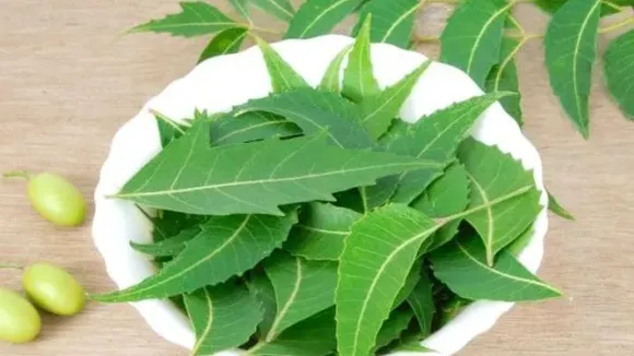 5 Benefits Of Neem: खाली पेट नीम की पत्तियां खाने से होते है यह फायदे