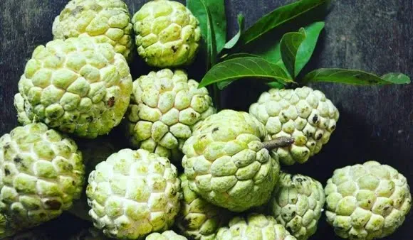 Benefits Of Sitaphal: सर्दियों के इस फल के 5 बड़े बेनिफिट्स जरूर पढ़िए