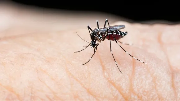Dengue In Patna: त्योहारों के बीच पटना में बढ़ रहे डेंगू के मामले