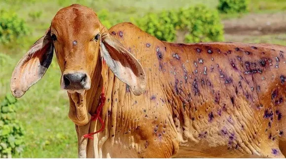 Lumpi Virus: गाय भैंस की खतरनाक वायरस से मौत, कई शहरों में फैली बीमारी