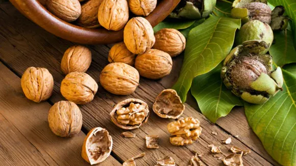 Benefits Of Walnut: अखरोट बच्चों के लिए किसी जादू से कम नहीं