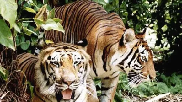 Tiger Raja Dies: सबसे लम्बी जीने वाली बाघ की मृत्यु हो जाती है
