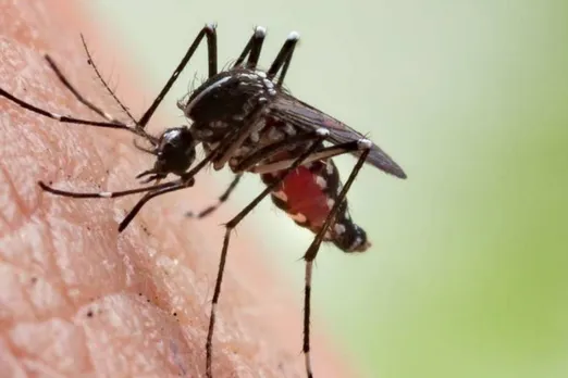 Dengue On Peak In Delhi: दिल्ली में बढ़ रहें हैं  डेंगू के मामले, अधिकतर मरीज यूपी से