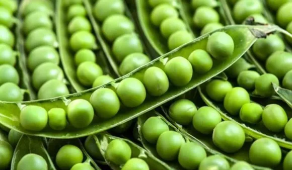 Benefits Of Green Peas: मटर खाने के फायदे क्या हैं?
