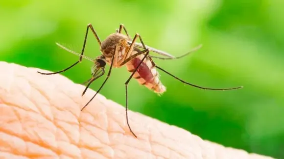 Dengue In Monsoon: मॉनसून के दौरान डेंगू से बचने के कारगर उपाय