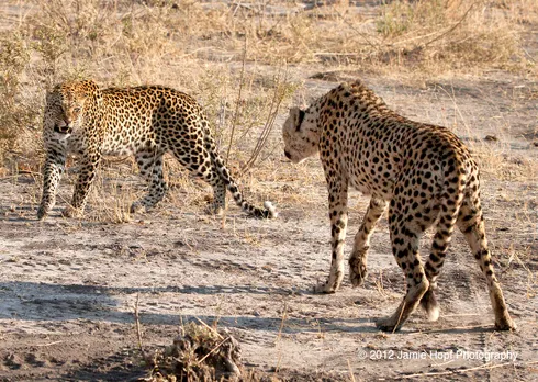 Cheetahs flown from Namibia kill first prey on Indian soil