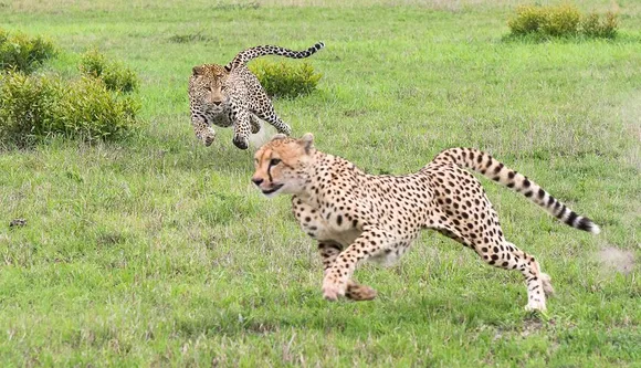Second batch of 12 cheetahs likely to arrive at Kuno this month