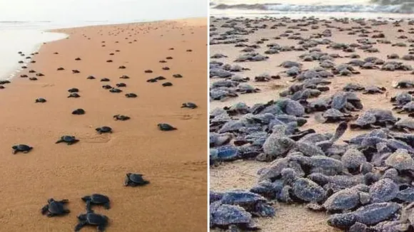 Olive Ridley sea turtles sighted off Odisha coast