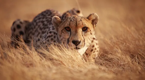 India inks pact with South Africa to bring 12 cheetahs to KNP in Feb