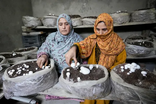 Mushroom cultivation empowering women in north Kashmir town