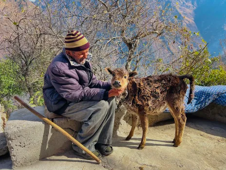 Joshimath crisis: Pets and cattle displaced as owners navigate subsidence fallout