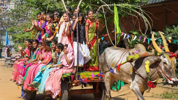 Harvest festival Pongal celebrated across Tamil Nadu with fervour