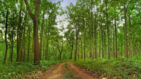 How to rejuvenate a forest? Women in an Odisha village show the way