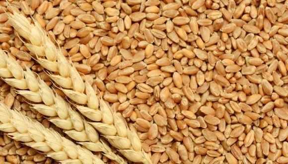 Mycotoxins: Fungal toxins are widespread in European wheat