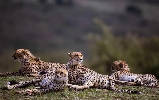 Indian Oil Corporation gives Rs 50 cr for Cheetah relocation project