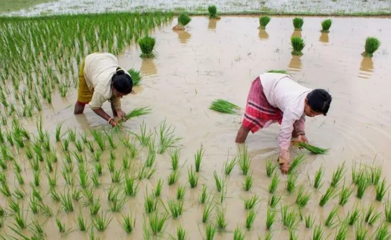 Lag in Kharif sowing: Uneven monsoon to be blamed but no reason to panic yet, say experts