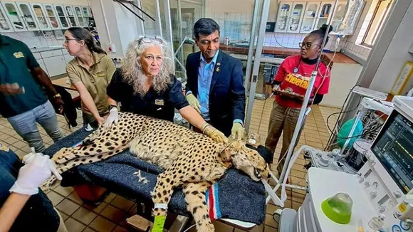 PM Modi to release cheetahs brought from Namibia in MP's Kuno National Park