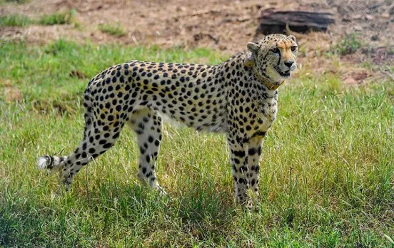 Experts keep close watch as cheetahs adapt to new environment in MP's Kuno National Park