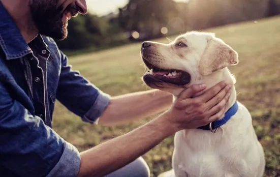 Dogs can smell stress from human sweat, breath: UK study