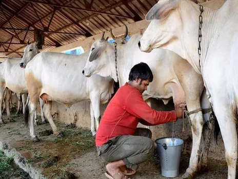 Safe to consume milk from LSD-infected cattle, says IVRI official