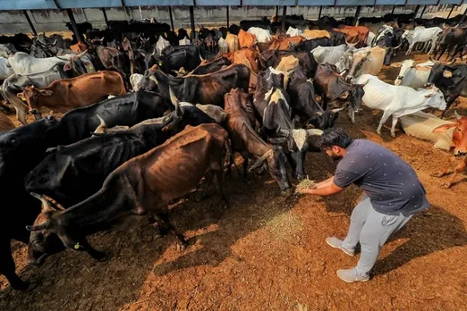 How the Lumpy Skin Disease is wreaking havoc and what is being done to save cows