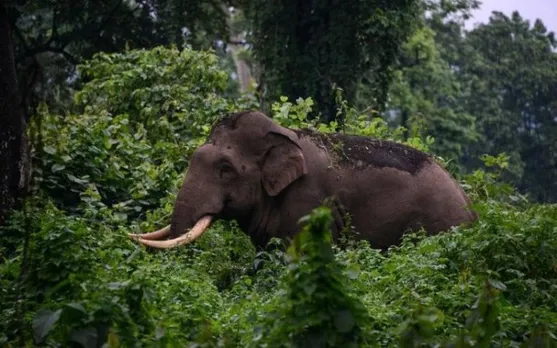 Man on morning walk trampled to death by wild elephant in Kerala