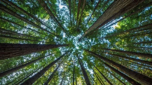 Choosing the right trees for a changing climate