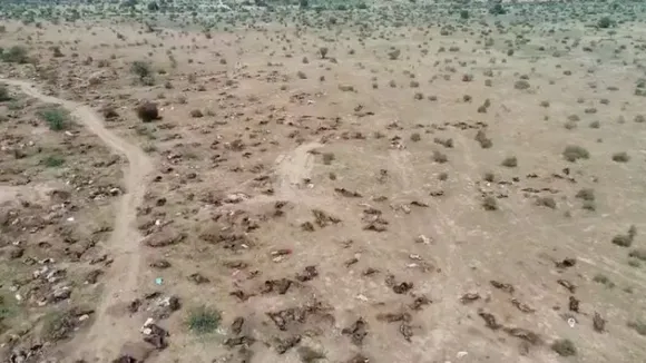 Video of thousands of dead cows in the deserts of Rajasthan due to Lumpy Skin disease
