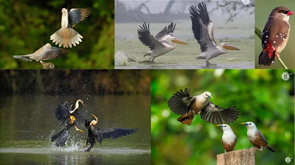 rathika ramasamy bird photographs